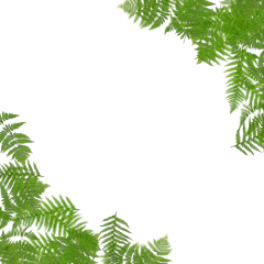 freetoedit leaves tropical green plants nature leaf jungle frame border