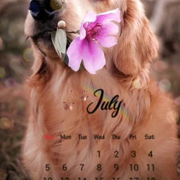 freetoedit dog dogsofpicsart doggie calendarstickers srcjulycalendar julycalendar