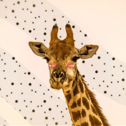 freetoedit polkadots giraffe cute blush srcspeckledpolkadots speckledpolkadots