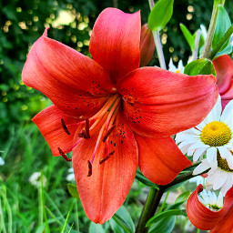 freetoedit lily magento flower nature