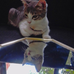 folowme cats espejo mirrior freetoedit