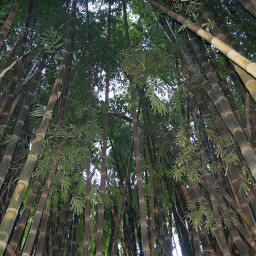 forest bambu bosquemagico