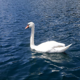 swan beautiful freetoedit water lake schwan