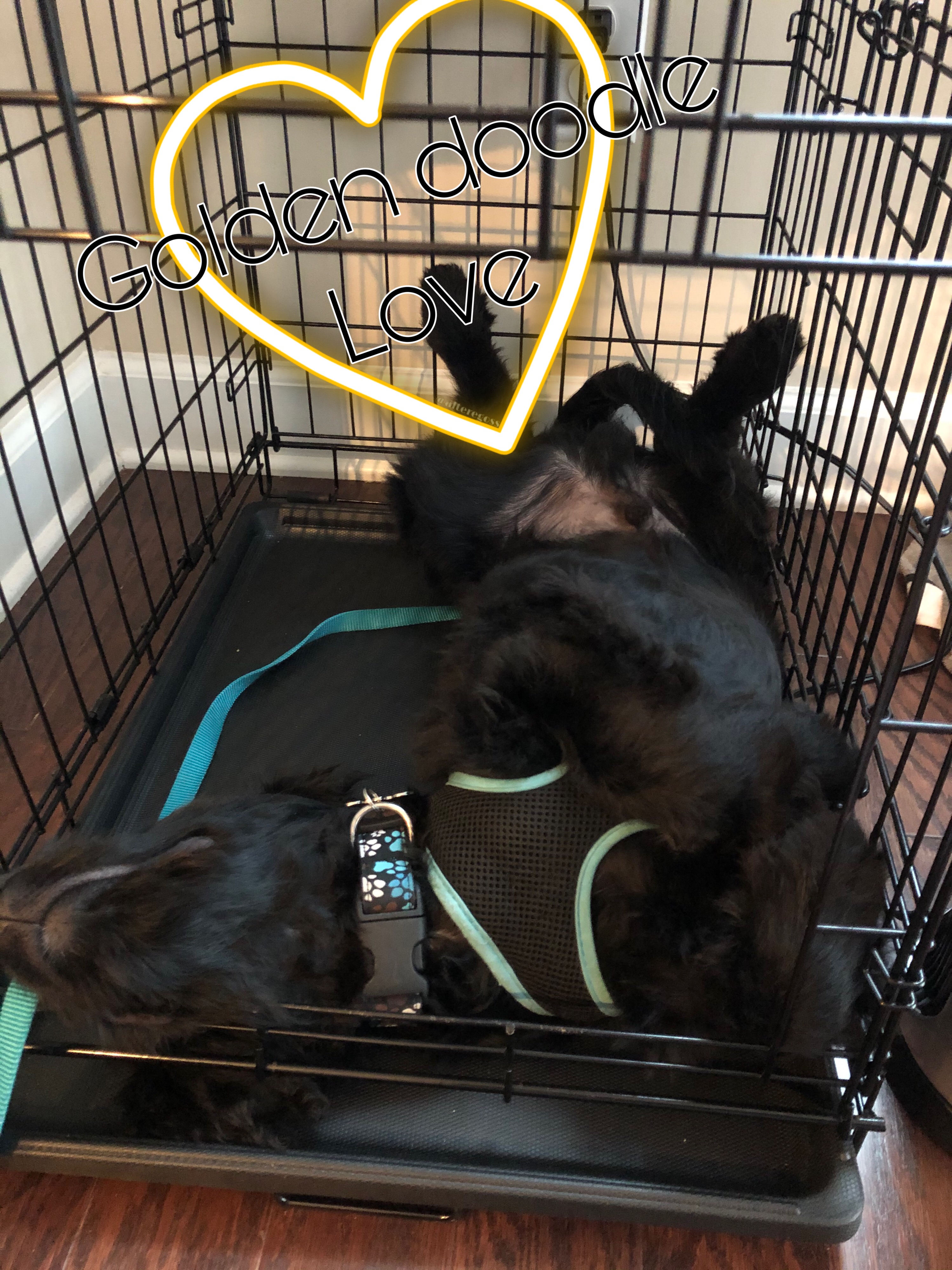 goldendoodle animal shelter