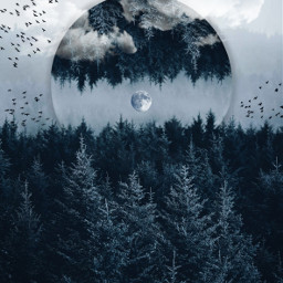 freetoedit forest trees moon clouds