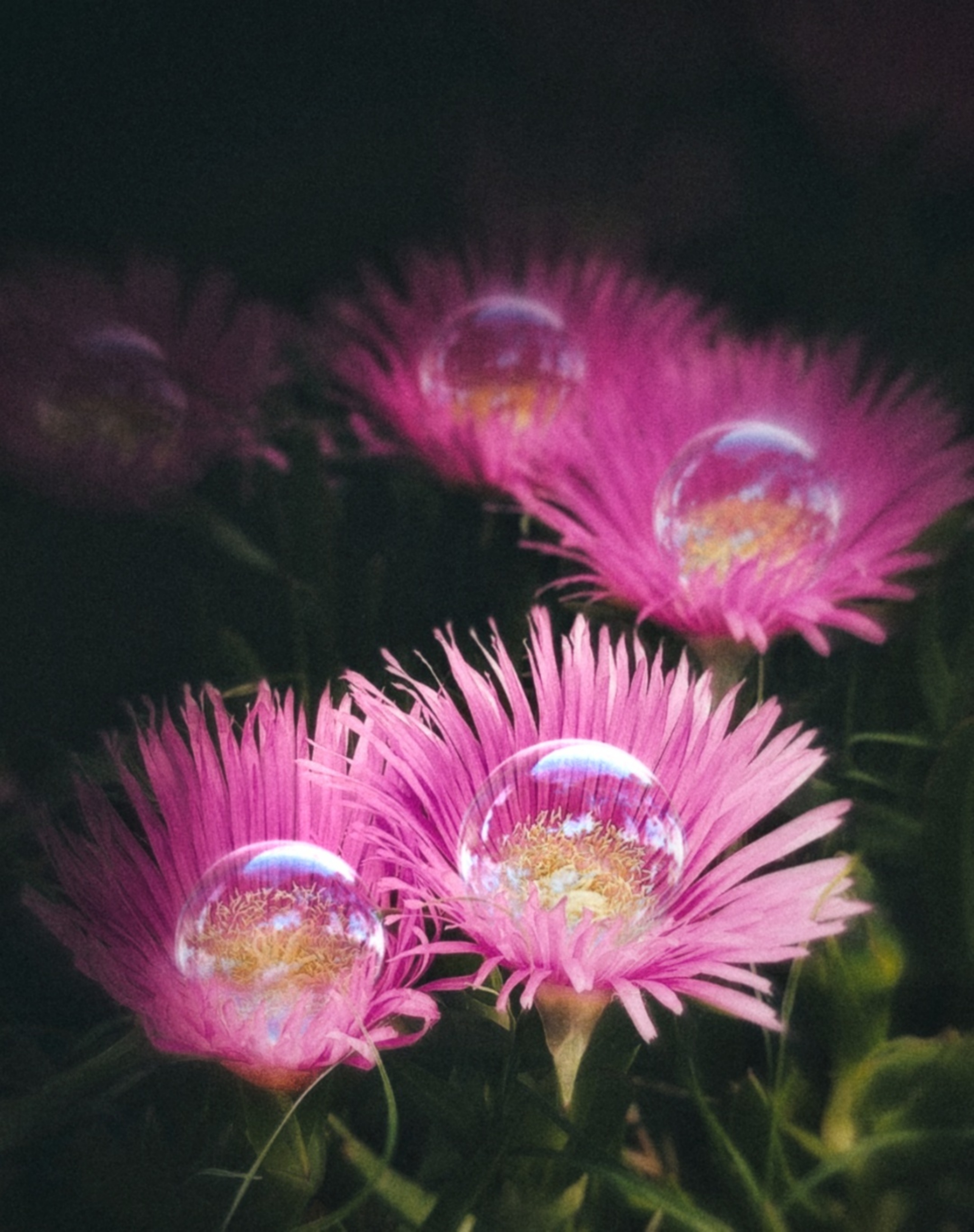  #freetoedit #dark #plant #bubbles #nature #flowers 