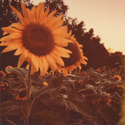 sunflowers polaroidframe popartcolorseffect oilpaintingeffect