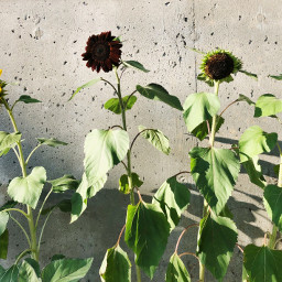 freetoedit sunflowers sunnyday wall leaves