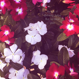flowers floral red white redaesthetic freetoedit