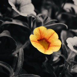 freetoedit flower flowers colorsplash yellow photography