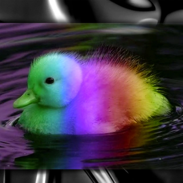 Chick Duck Bird Colourful Image By Chick Duck Bird Colourful Image By