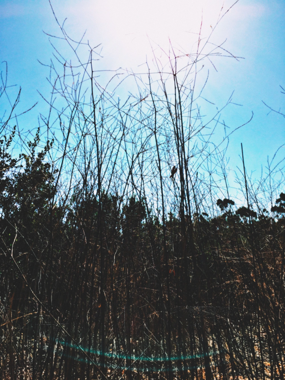 #sunbeams #lookup #tallgrass #hikelife