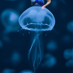jellyfish enjoy freetoedit unsplash