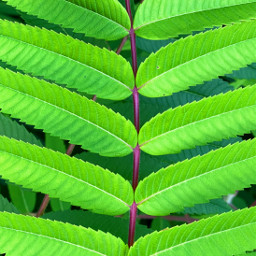 leaf nature naturelovers green summer colorful colors