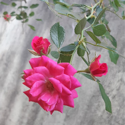 freetoedit flower rose background remixit spring