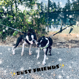 cute bff dogs oreo bostonterrier frenchie freetoedit