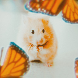 hamster hamsters butterfly butterflies monarch orange aesthetic orangeaesthetic freetoedit