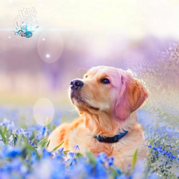 freetoedit красиво собака животные бабочка природа бесплатно втоп популярное обои лето луг rcdispersioneffect dispersioneffect