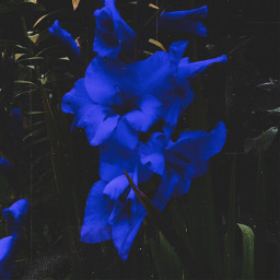 freetoedit цветок flower flowers blue aesthetic aestheticblue blueaesthetic синий
