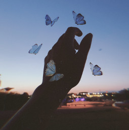 freetoedit dusk sunset summeraesthetic butterfly butterflies sky