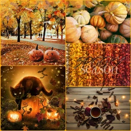 spookyseason autumn fall collage blackcat ccautumnmoodboard autumnmoodboard freetoedit