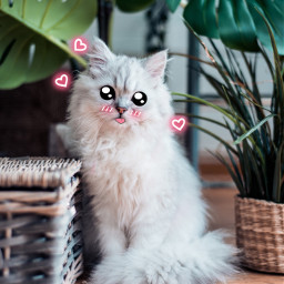 cat kitten kitty cartoon cute kawaii whitecat pink blush cartooneyes neon neonhearts hearts pinkhearts fluffy leaves green monstera freetoedit