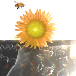 freetoedit remixit imageremixchallenge sunflower sunlight bee beautiful ircsunflowerinmyhand sunflowerinmyhand