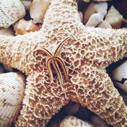 closeup starfish photography seashells