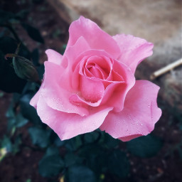 pink rose naturephotography