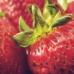 frutillas strawberry macrophotography macro macrophoto fruts
