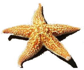 starfish fstickers freetoedit water ocean beach