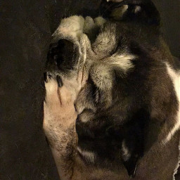 bulldog sleepy puppyatheart
