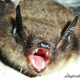 freetoedit halloween bat spooky myphoto myphotography scary