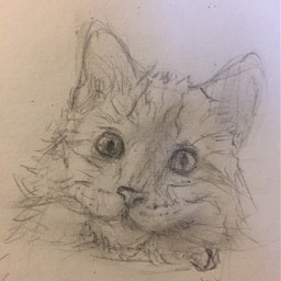 cat drawing drawmore