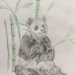 panda drawing pandadrawing dollarisking drawmore