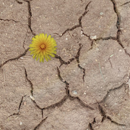 drought dry dirt earth nature flower rain interesting perspective cracks life death pcpowerofnature powerofnature