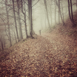 forest autumnleaves fog wood