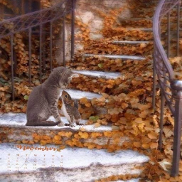 srcnovembercalendar novembercalendar cat squirel steps
