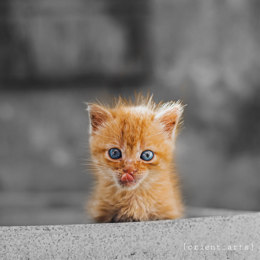 #cute #cat #pet #meow