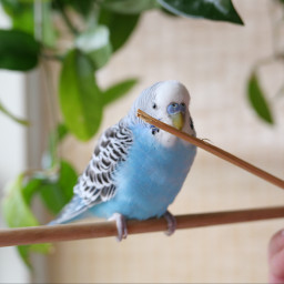 parakeet coolphoto goodlightung
