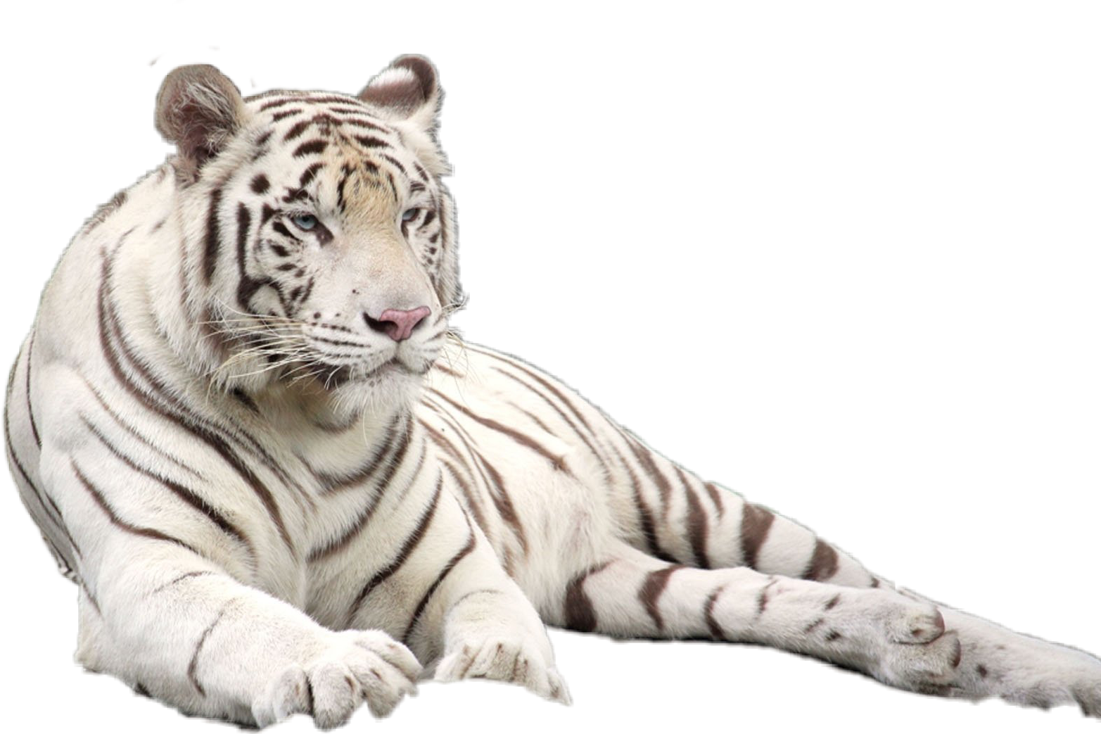 tiger white whitetiger tigers sticker by @visualcreationz