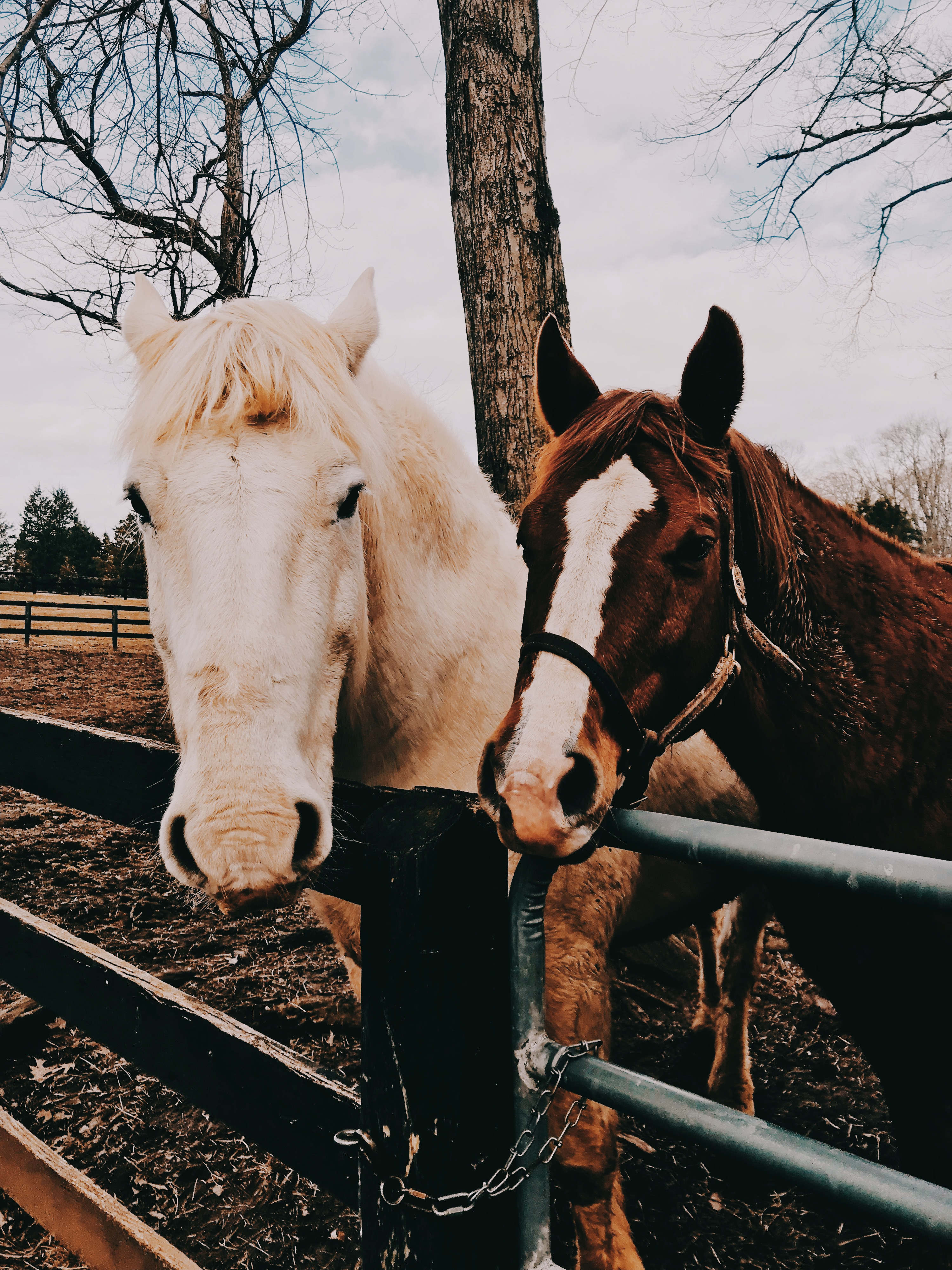 horses & similar hashtags | Picsart