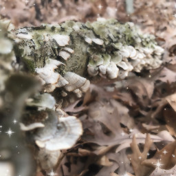 mushrooms forestcore