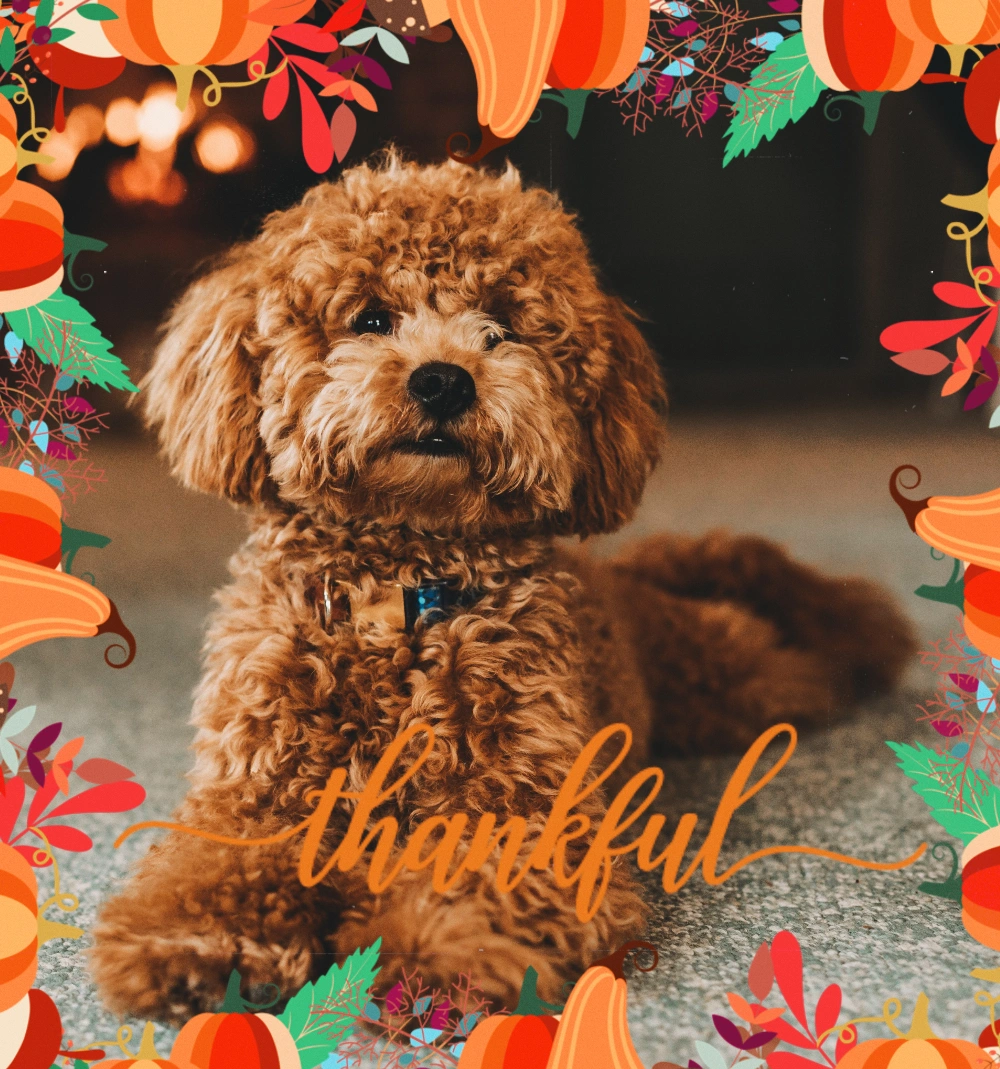 #freetoedit #dog #thanksgiving #thankful
