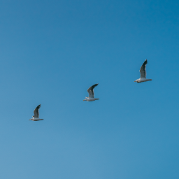birds minimalism blue seagul freetoedit