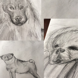 freetoedit sketchingsaturday draw drawing scetch dog wolf pug