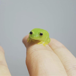 freetoedit frog frogs froggie froggy froggies amphibian tiny small animal animals green image cute images sticker stickers