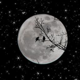 freetoedit moon night like follow picart stars black bird tree colourless shadow beautiful comment christmas xmas white sky love animal spacebackground