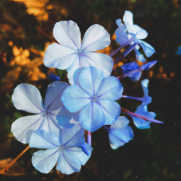 blue blueflower