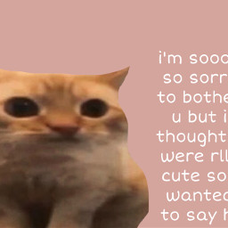 wholesome wholesomememe cute aww kitty cat fluffy happeycore whole myqueen freetoedit